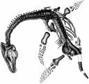 fossil1.jpg (2778 bytes)