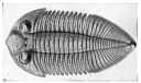fossil2.jpg (2331 bytes)
