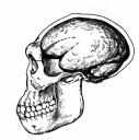 hominid.jpg (2852 bytes)